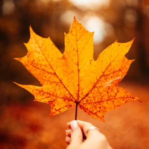 Herbstbild mit Blatt in der Hand